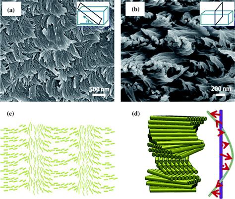 Sem Cross Section Photographs Of Self Assembled Cnc Nanopaper With