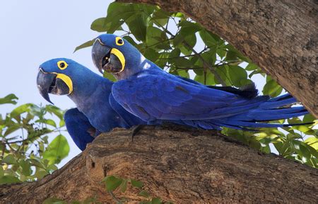 hyacinth macaw habitat and range – Animal Talk