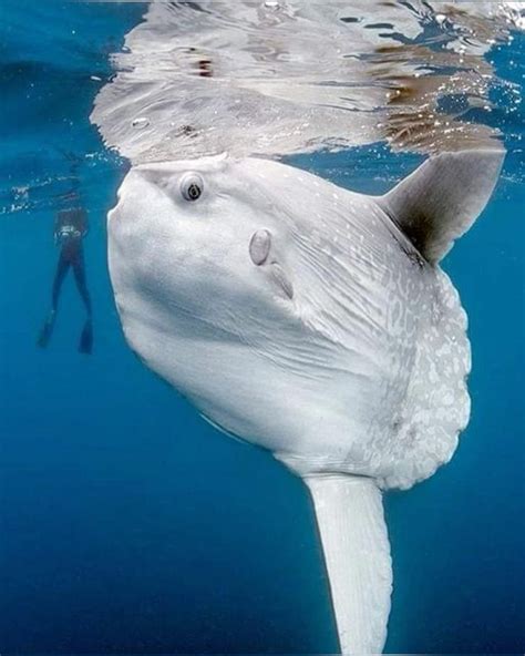 Mola Mola | Hewan, Hewan lucu, Ikan paus
