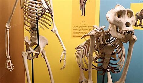 More On The Sex Lives Of Ancient Humans Boing Boing