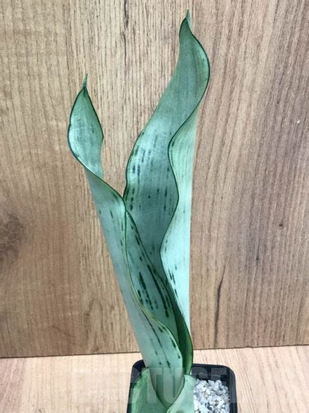 SHPR8325 Sansevieria trifasciata Brazilian Moonshine Кактус онлайн