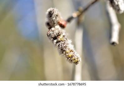 Image Pussy Willow Stock Photo Shutterstock