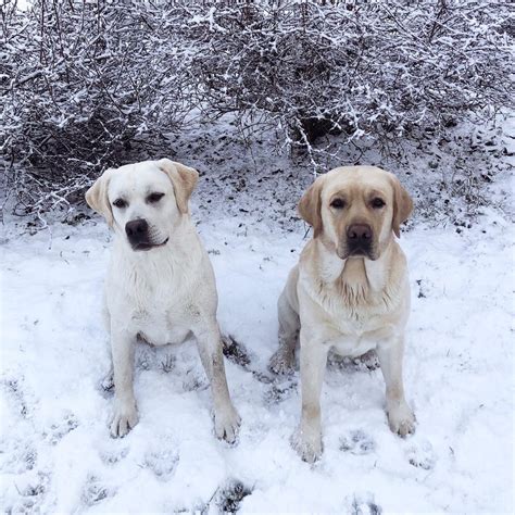 interesting facts  labradors buzzsharercom