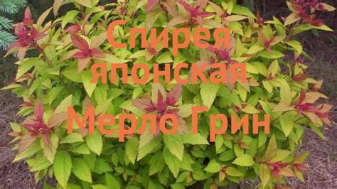 Спирея японская Мерло Грин (spiraea japonica) 🌿 обзор: как сажать ...