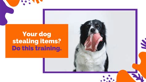 Your dog stealing items? Do this training. - Down 4 Paws