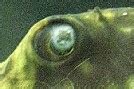 Ichthyo - Pünktchenkrankheit bei Fischen | Alle Eckdaten