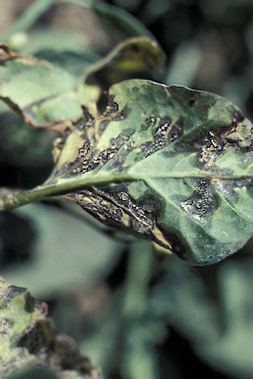 Bacterial Blight Bindweed Plantsdb