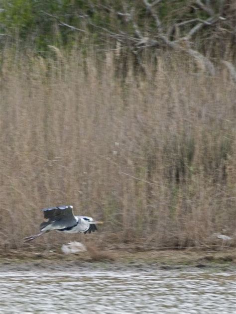 Guillermo Booth Biodiversidad Virtual Aves