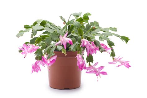How To Care For A Christmas Cactus Plant Parade