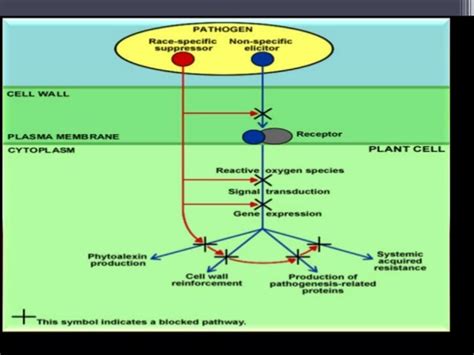 Host Pathogen Interaction Plants