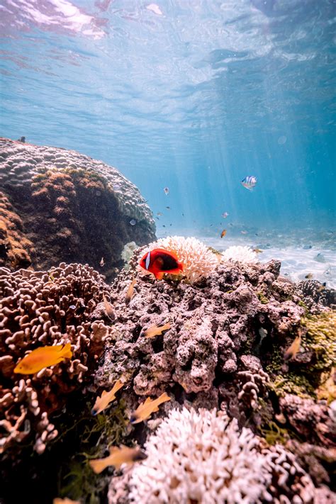 Anonib Hawaii: The Hidden Gem You've Been Missing Out On Image 20
