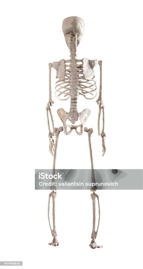 Human Skeleton Model Isolated On White Background Back View Skeletal