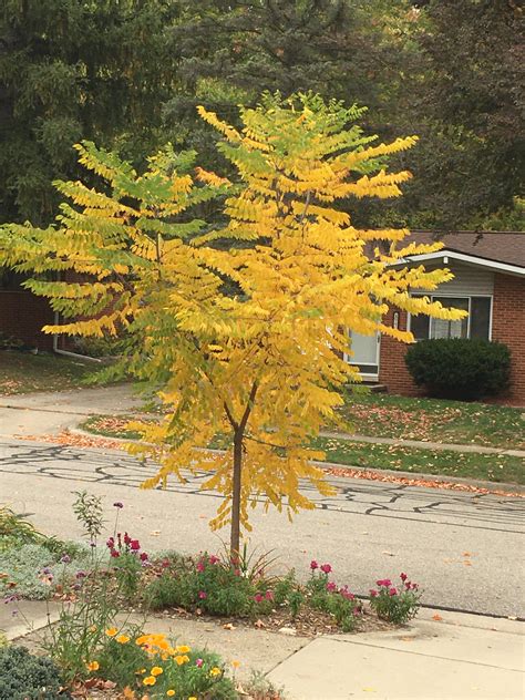 Kentucky coffeetree : r/NativePlantGardening