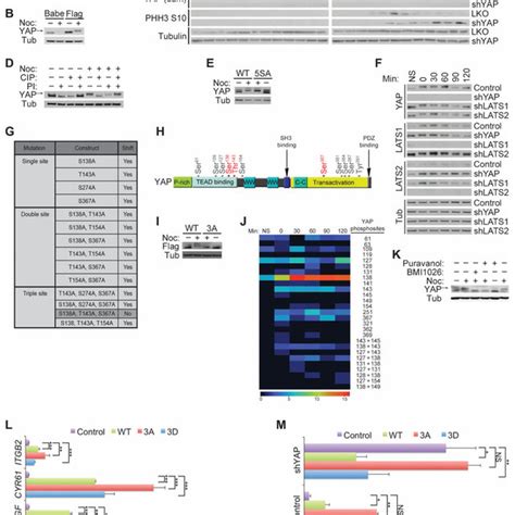 YAP is differentially phosphorylated during mitosis (A) Immunoblot of ...