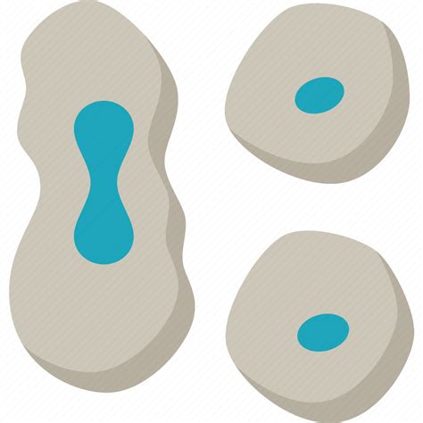 Mitosis Cell Division Cytology Biology Icon Download On Iconfinder