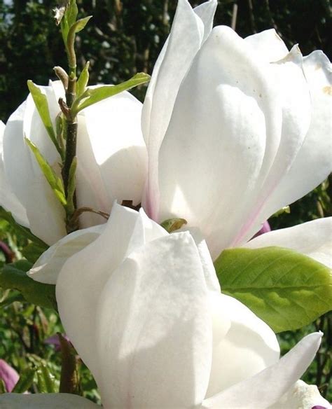 MAGNOLIA ALBA SUPERBA BAZA PRODUKTÓW | KRZEWY I SADZONKI