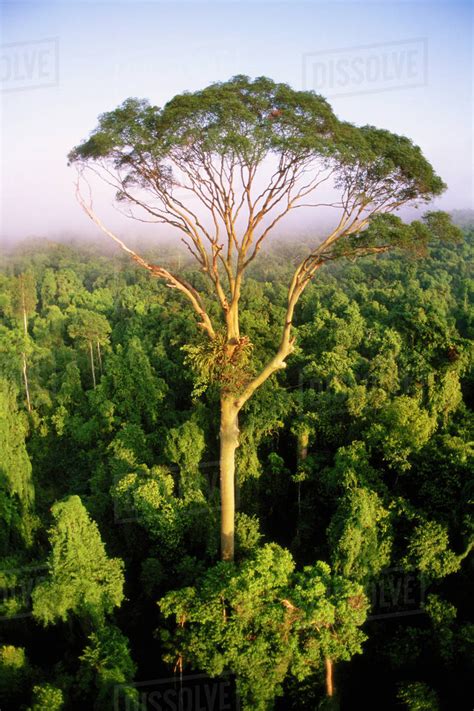 List Of Trees In Amazon Rainforest At Alfredo Grove Blog