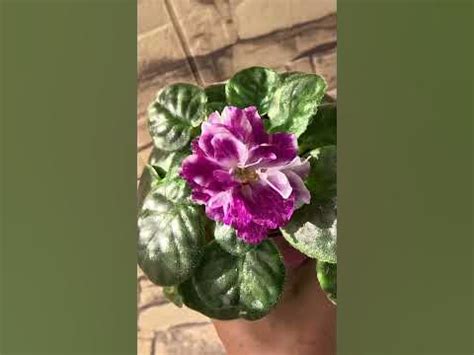 Фиалка АВ В Краю Единорогов октябрь 24 #фиалкацветёт #flowers #violet # ...