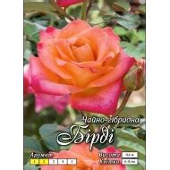 Роза Блу Мун вьющаяся