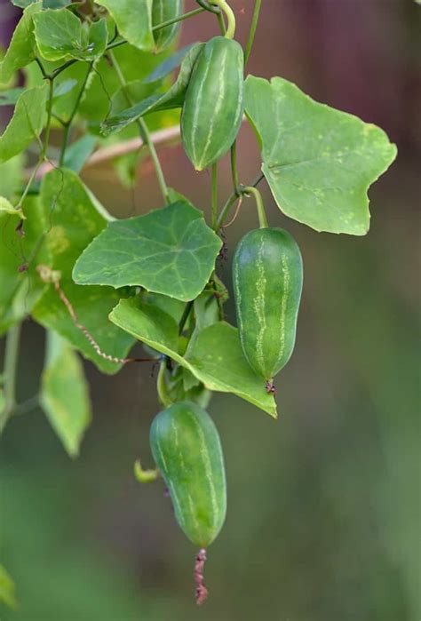 How To Increase Female Flowers In Your Gourds Unlock The Secret For A