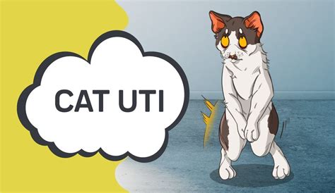 Home Remedies For Cats With UTI – Innovet Pet