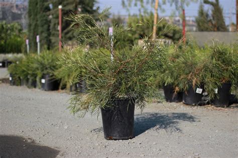 Grevillea 'Moonlight' - Devil Mountain Wholesale Nursery