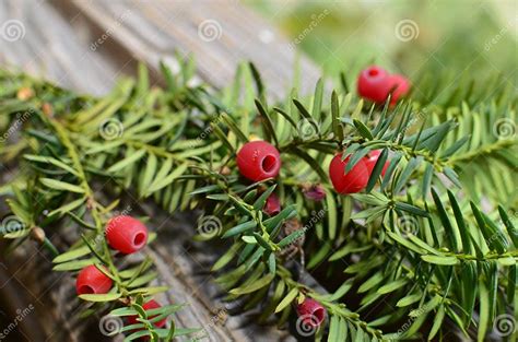 Taxus Baccata Yew Treeyew Tree With Red Fruits Taxus Baccata Stock