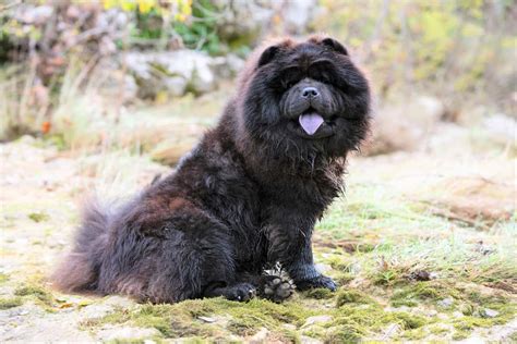 Chow Chow Puppies Panda