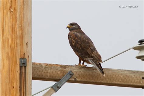 West County Hawkwatch Raptor Research Group 2 21 2015 Utah Winter