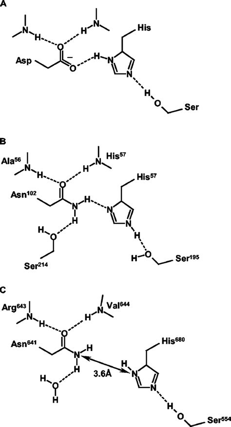 The catalytic triad and surrounding residues (A) standard catalytic... | Download Scientific Diagram