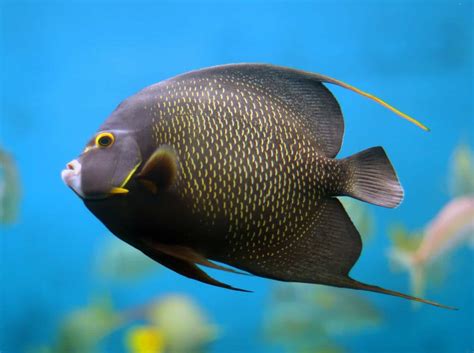 French Angelfish - Fish Laboratory