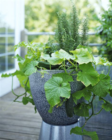 how to plant cucumber in a pot