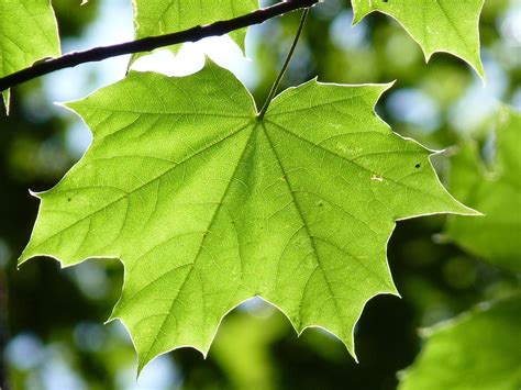 de   images de feuille verte  de feuille pixabay