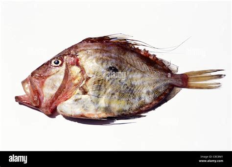 John Dory Fish Stock Photo Alamy