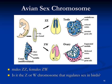 Ppt Chromosomal Based Sex Differences In The Brain Powerpoint Presentation Id