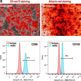 Isolation And Identification Of Human ADSCs A The Isolated ADSCs