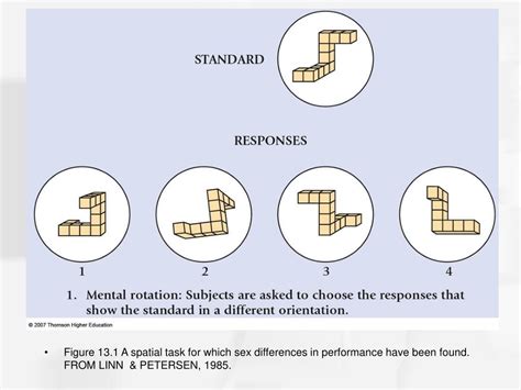 Ppt Chapter Sex Differences And Gender Role Development Powerpoint Presentation Id
