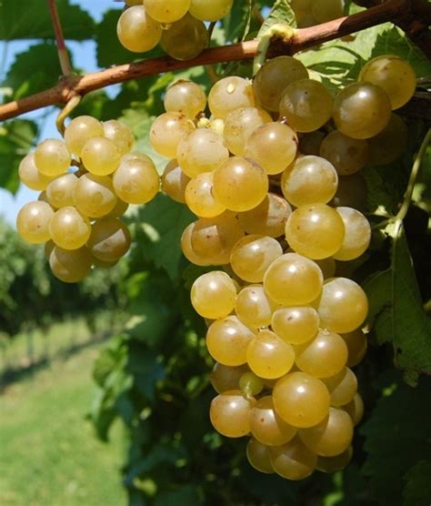 Vidal Blanc Alchetron The Free Social Encyclopedia