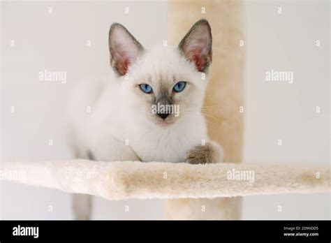 Chocolate Point Siamese Kittens