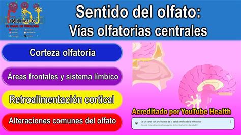 Sentido del olfato Sistema olfatorio Vías olfatorias Vías