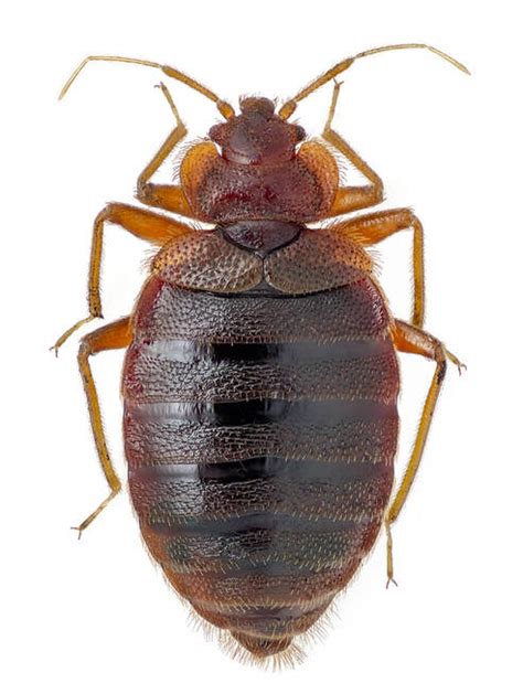 Cimex Lectularius