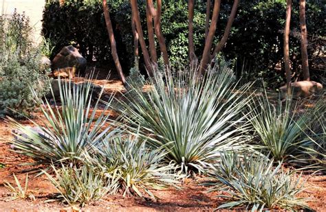 Yucca Flowers — How To Get Your Yucca To Blossom