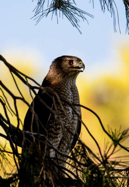 530 Coopers Hawk Stock Photos Pictures And Royalty Free Images Istock