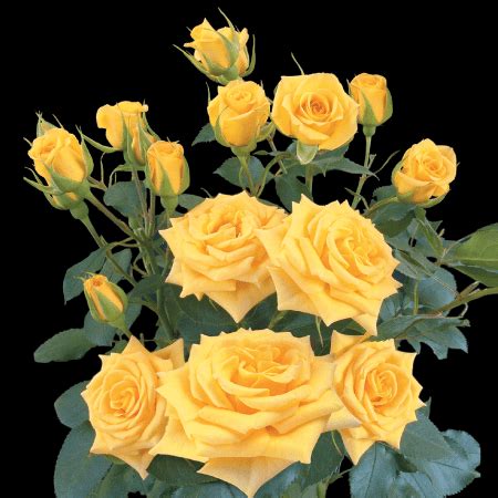 Yellow Babe Plantador Colombia