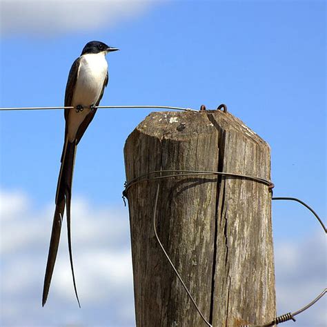 El Cambio Clim Tico Est Alterando A Las Aves Migratorias De Am Rica Latina Infobae