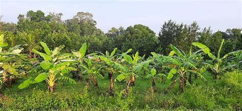 Banana Grove Field Free Photo On Pixabay Pixabay
