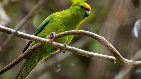 Zealandia Ecosanctuary On Linkedin ‘nz Bush As It Used To Be Booming