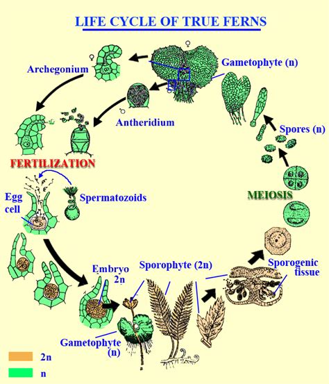 Pteridophytes Life Cycle