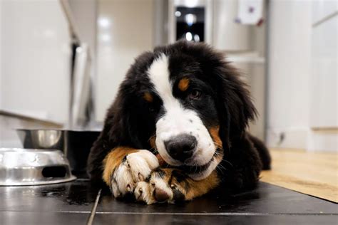 Bernese Mountain Dog Feeding Chart Berners Healthy Diet