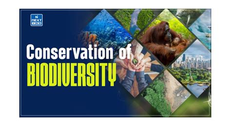 Conservation of Biodiversity: Types, Measures & More 